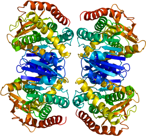 Available Structures - Malate Dehydrogenase Protein Structure (500x467)