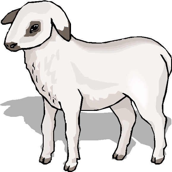 Cain Sheep Cain Coloring - Sheep Clip Art (579x577)