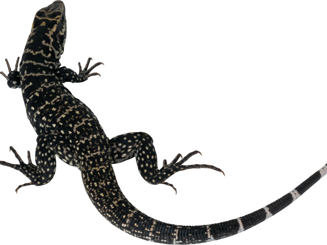 Monitor Lizard Clipart Lizard Tail - Lizard Silhouette (640x480)