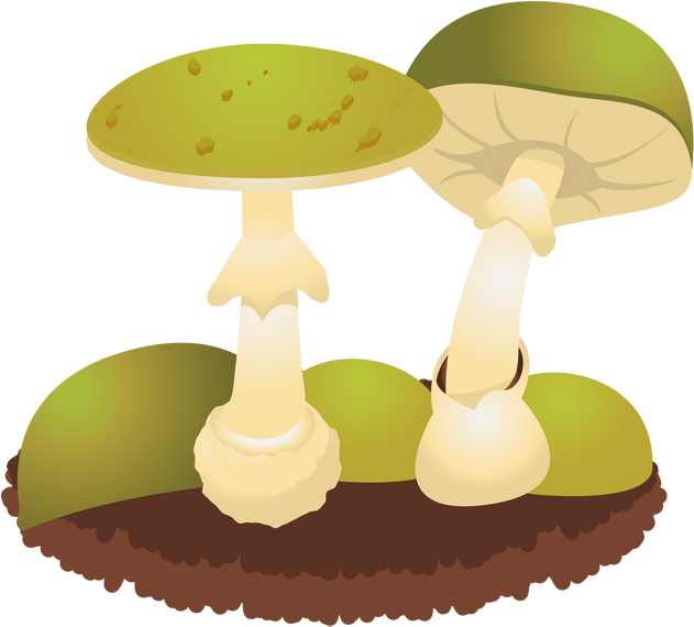 Green Mushroom Creative Image - Mushroom (794x595)