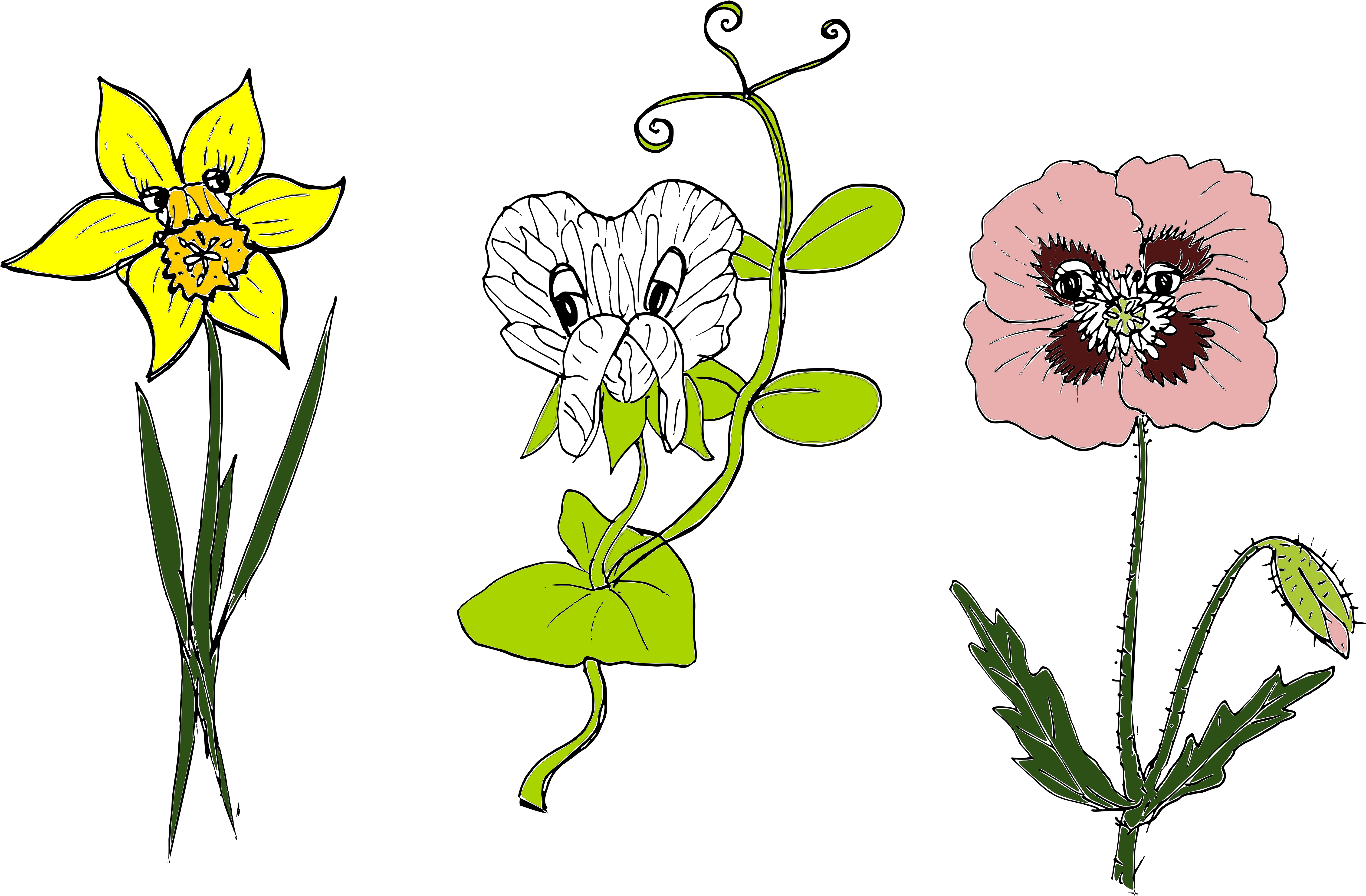 Image Featured In My Presentation “individual Variance - Anemone (6273x4053)