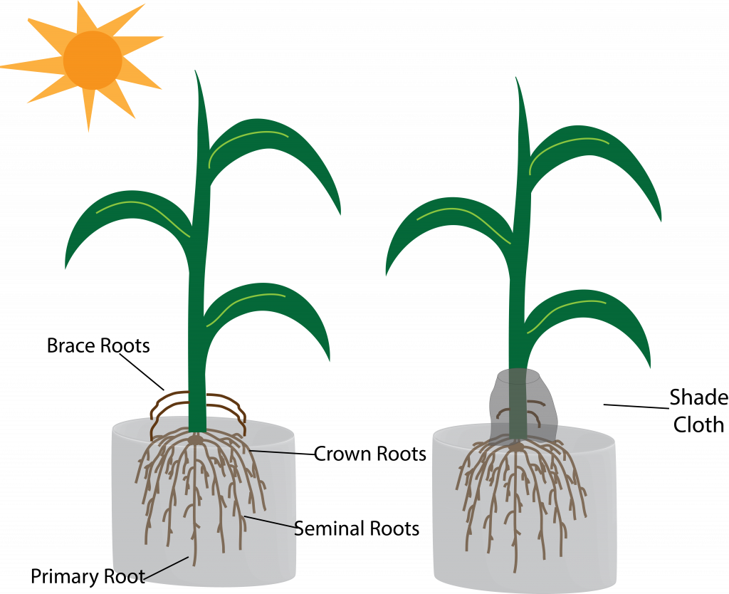 The Function Of Brace Roots - Houseplant (1024x834)