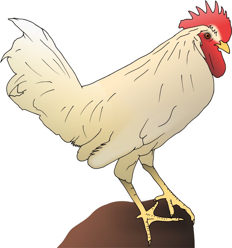 Pin Fried Chicken Clipart - White Rooster Shower Curtain (753x800)