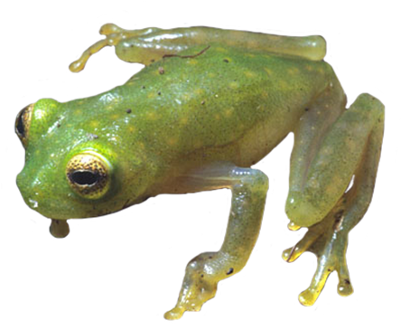 Green And Orange Frog Clipart - Coqui Frog Png (472x377)