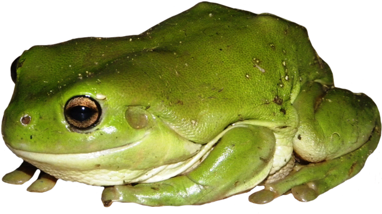 Green Tree Frog, Green Tree Frog Clipart - Green Tree Frog Png (827x620)