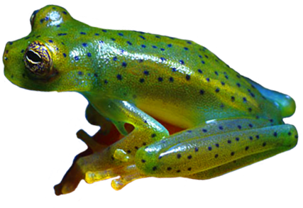 Blue Spotted Green Frog Clip Art - Frog (472x327)