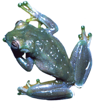 Green And Orange Frog Cut-out Png, Frog Clipart Png - Lithobates Clamitans (368x413)