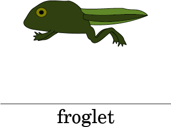 Picture - Life Cycle Of A Frog Froglet (350x378)