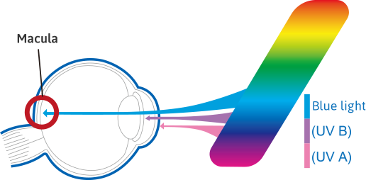 Eyeball Blue Light - Blue Light Penetrates Retina (516x254)