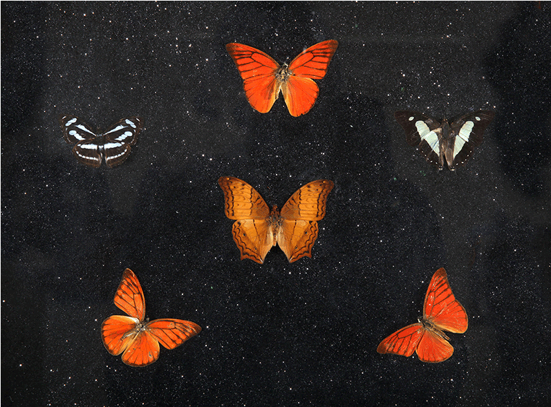 Art By Miranda Pissarides - Vanessa Cardui (800x800)