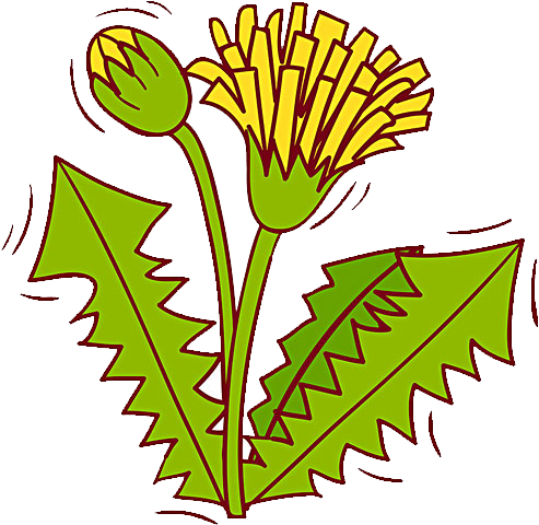 Dandelion Flower Pissenlit - Emblem (600x600)