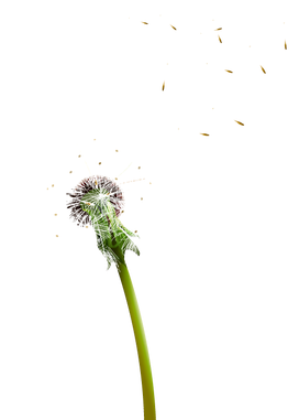 Colored Dandelion Png Pic - Macro Photography (650x391)