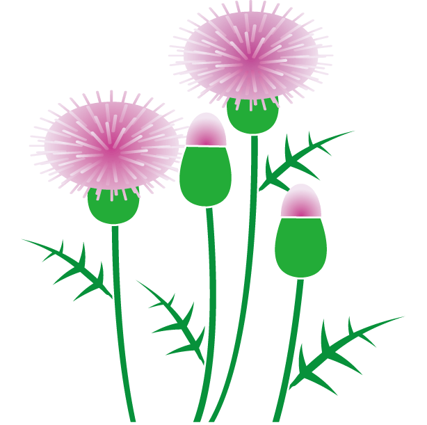Thistle Clipart - Thistle Clipart (614x611)