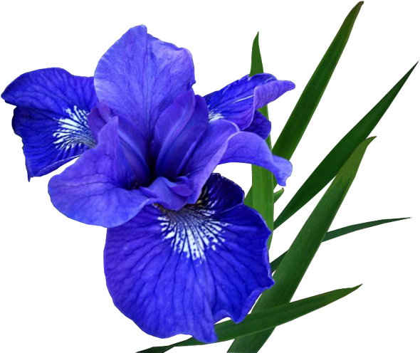 Blue Flowers, Photoshop, Roses, Meme, Rose, Memes Humor - Ирис Пнг (590x496)