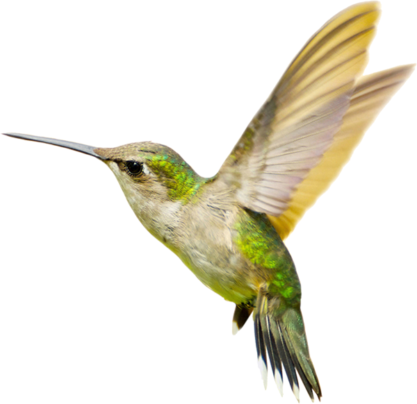 Hummingbird Png Transparent Free Images Png Only - Humming Bird Png (600x582)