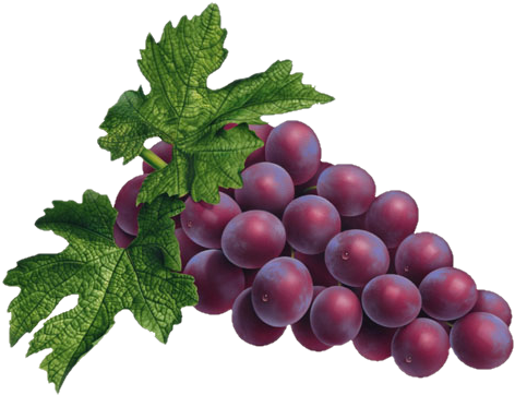 Grape Png Transparent Images - Grapes Png (483x385)