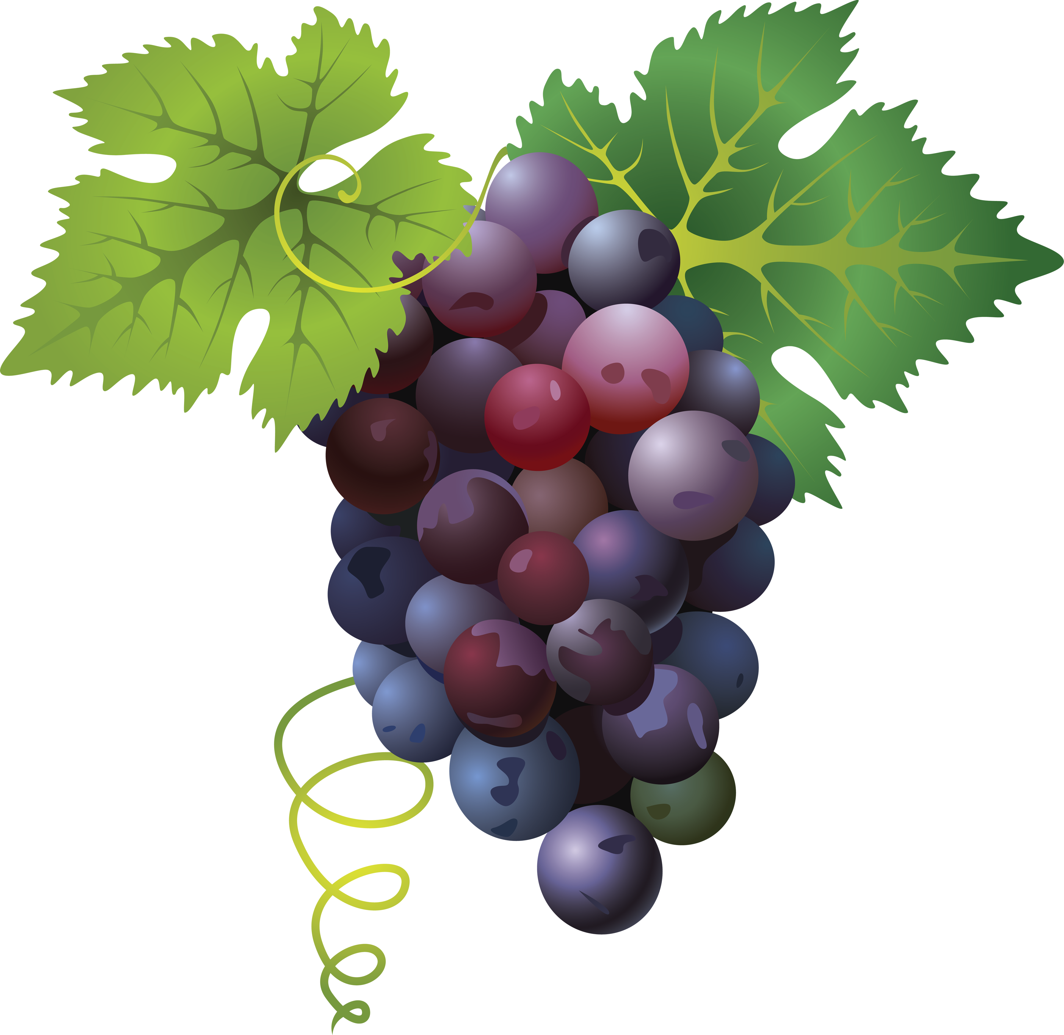 Grape Png Transparent Images - Clip Art Grapes Vine Border (3577x3481)