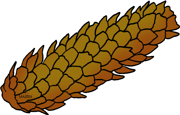 Trees Clip Art By Phillip Martin, Blue Spruce Pine - Spruce Cone Clipart (648x414)