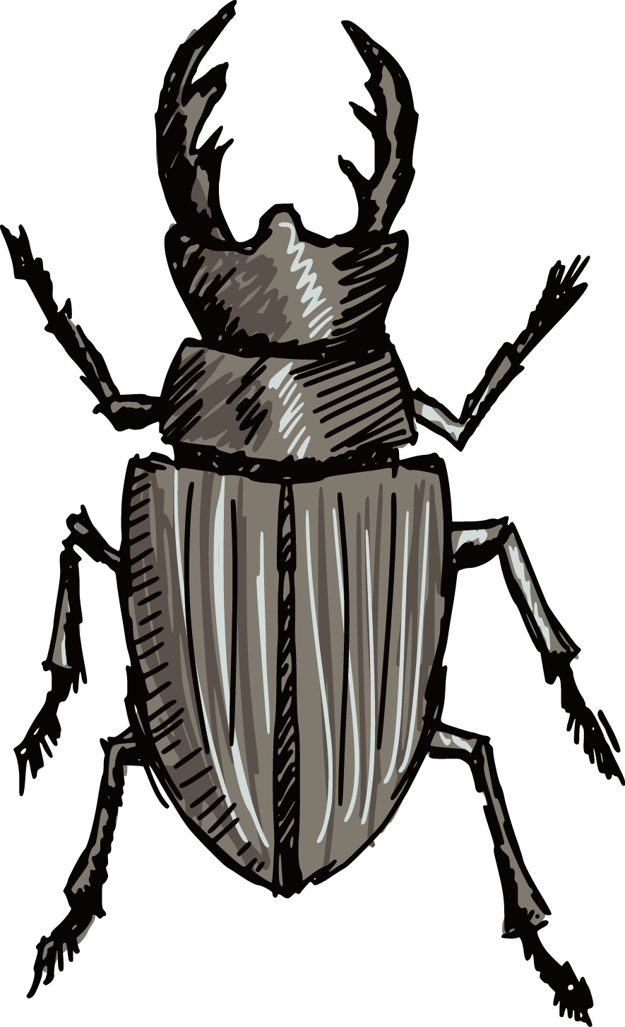 Volkswagen Beetle Stag Beetle Silhouette - Stag Beetle Clip Art (885x1454)