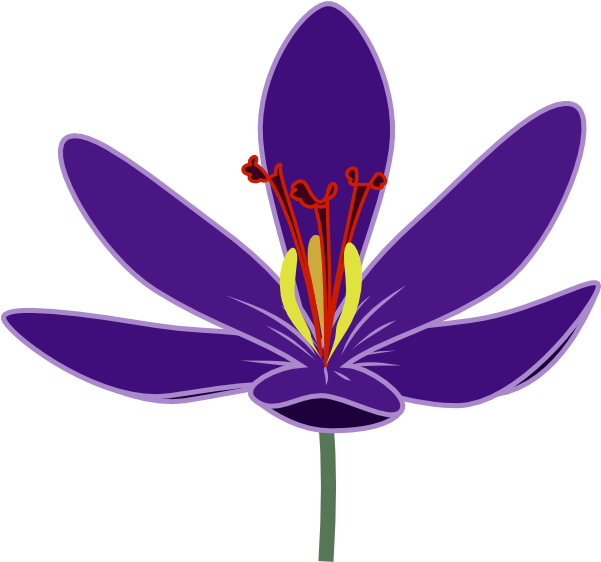 Saffron Flower Clipart (600x568)
