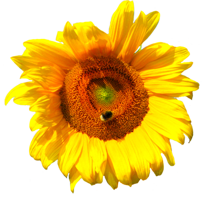 Orange Flower Clipart Flower Head - Sunflower White Background (408x395)