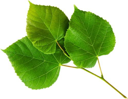 Hedgerow & - Hedgerow & (500x405)