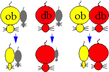 Diese Beobachtungen Standen Im Einklang Mit Der Idee, - Portable Network Graphics (446x282)