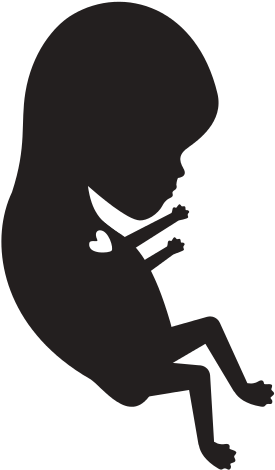 Fetal Growth A Few Weeks - Colored Crayon (550x550)