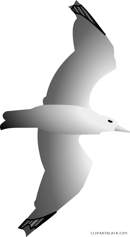 Gull Animal Free Black White Clipart Images Clipartblack - Gulls (441x800)