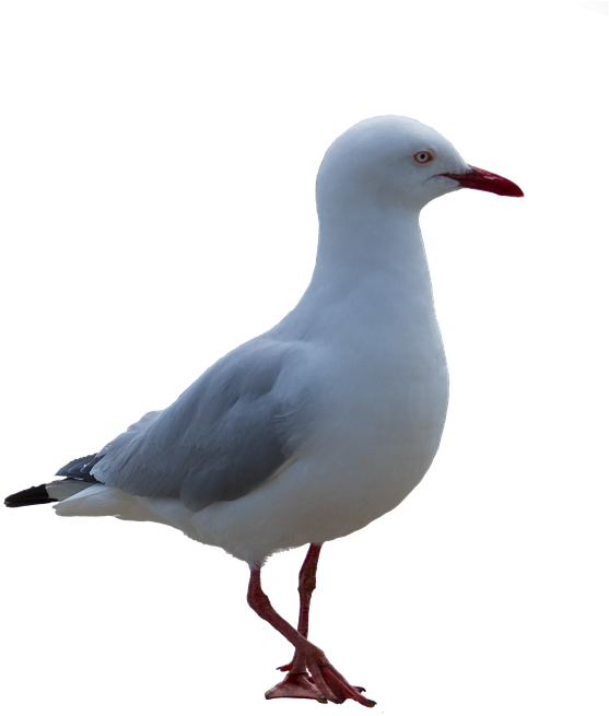 Download - Seagull Png (673x720)