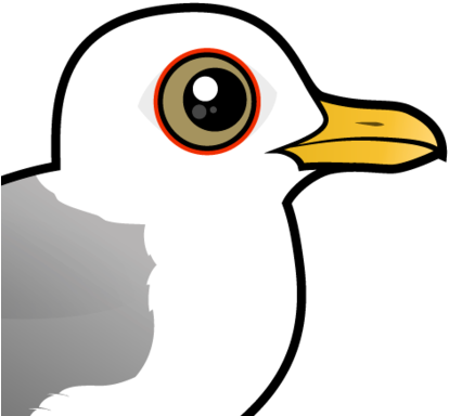 About The Mew Gull - Gulls (440x440)