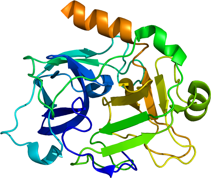 High Molecular Weight Kininogen Structure (910x776)