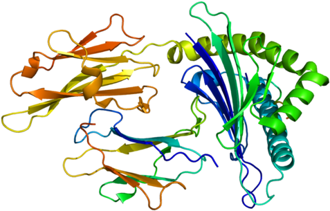 Hla-g - Hla Protein (500x328)