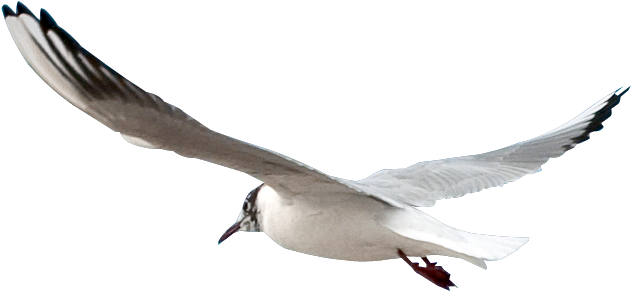 Яндекс - Фотки - Seagull Transparent Background (685x327)
