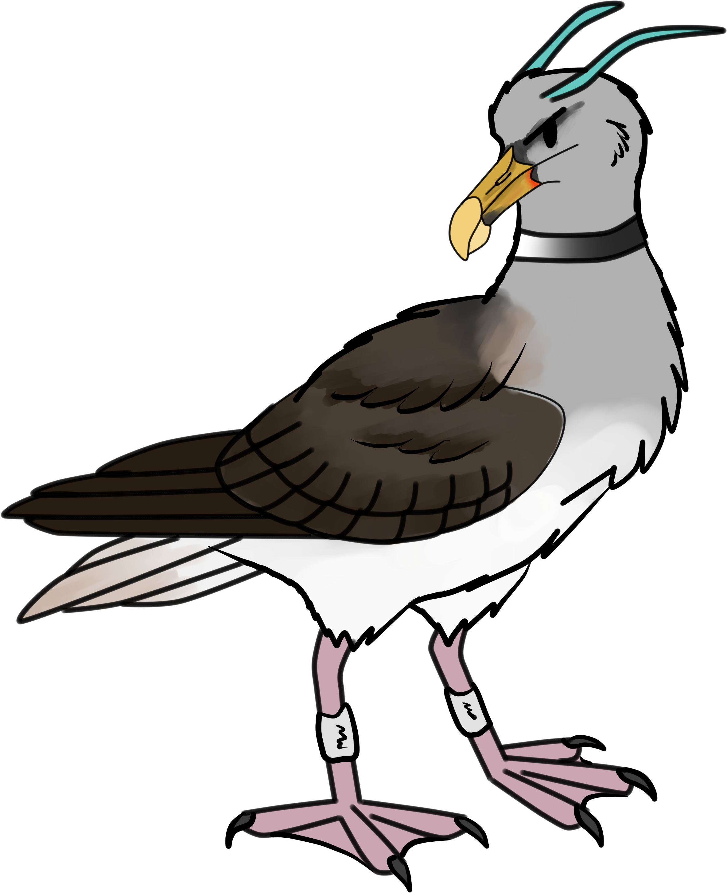 Great Black-backed Gull (2401x2983)