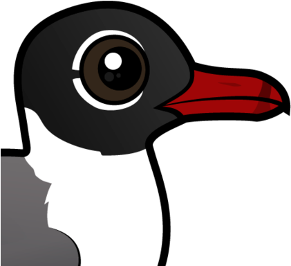 About The Laughing Gull - Gulls (440x440)