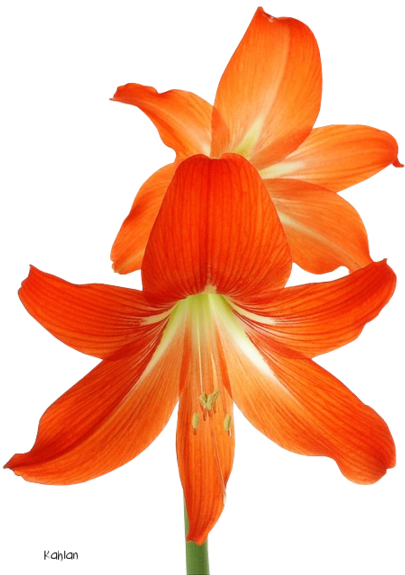 Explore Flower Clipart, Peach, And More Flower Tubes - Flower (450x600)
