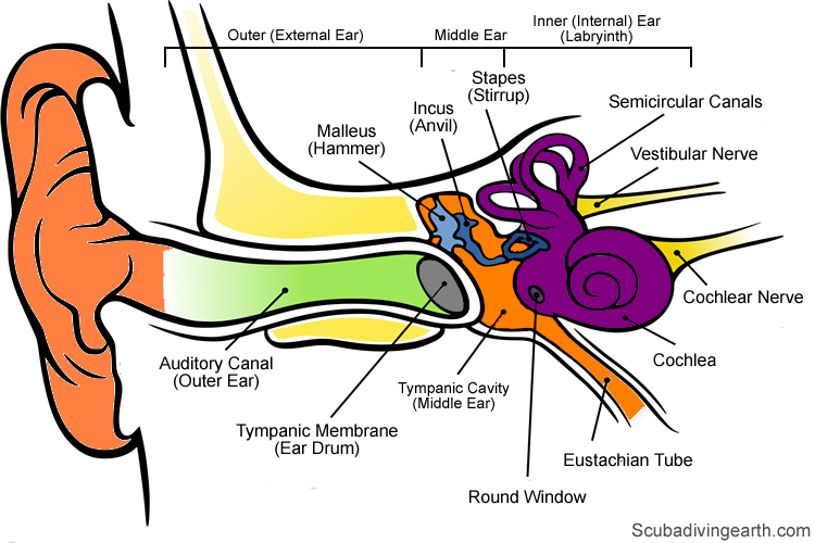 Why Does It Hurt My Ears When I Go Underwater - Anatomy Of The Human Ear (750x500)