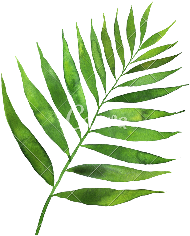 Green Leaf Watercolor - Watercolor Painting (654x800)