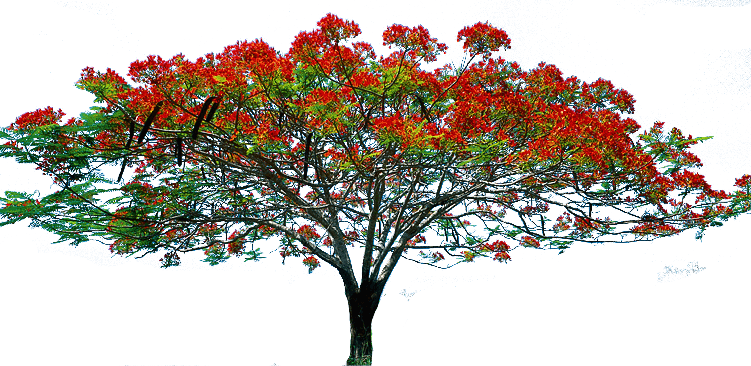 Tree Clipart Clipart Mango Tree - Flower Tree Png File (751x366)