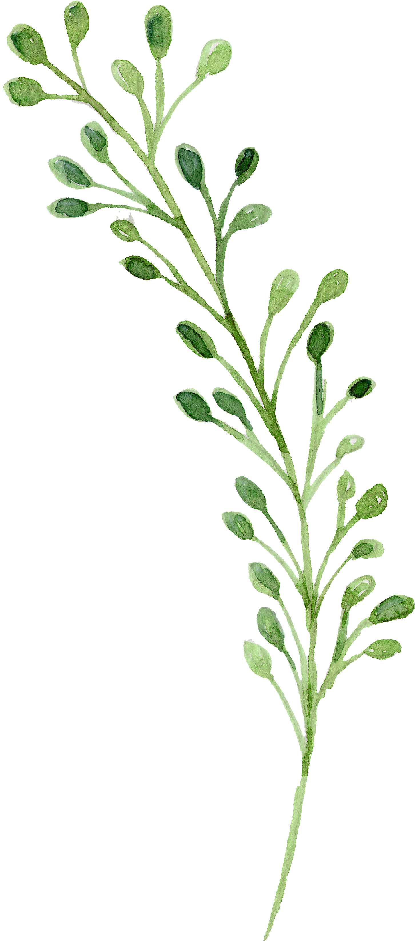 Watercolor Painting Green - Watercolor Green Flower Png (1604x3512)