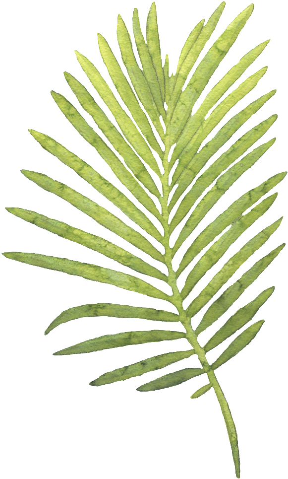 Large Palm Leaves Hand-painted Watercolor Transparent - Aloha Exotic Tropic Palm Leaves Pattern Mugs (650x1015)