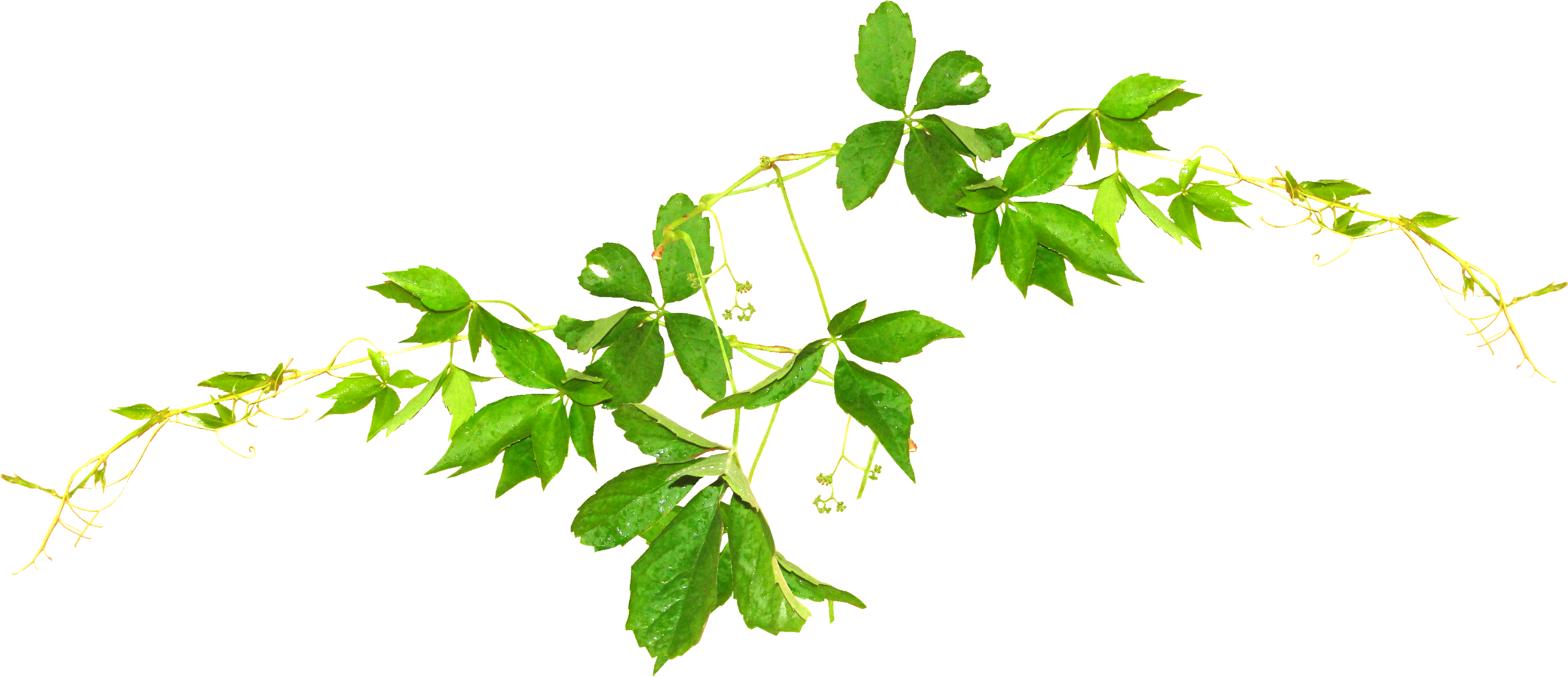 Leaf Green Tea Camellia Sinensis Herbal Tea - Leaf Green Tea Camellia Sinensis Herbal Tea (3290x1778)