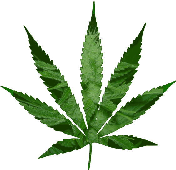 Pot Plant Clipart Animated Gif - Cannabis Leaf (562x599)