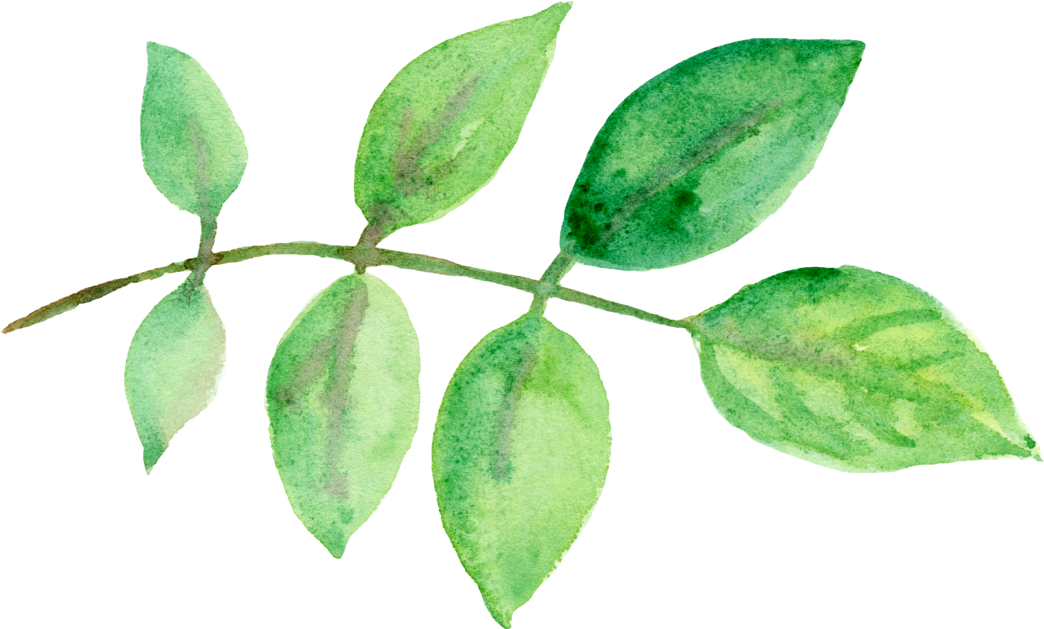 Flowers Watercolor Painting Green - Folhas Em Aquarela Png (1567x917)