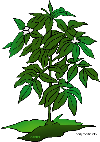 Pot Plant Clipart May - Plant Images Clip Art (456x648)