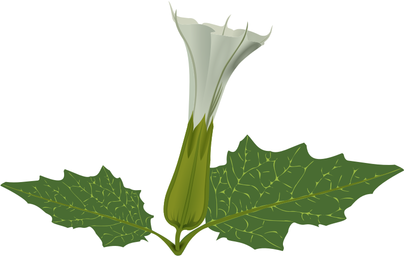 Free Weed Plant Clip Art - White Tube Flower (800x800)