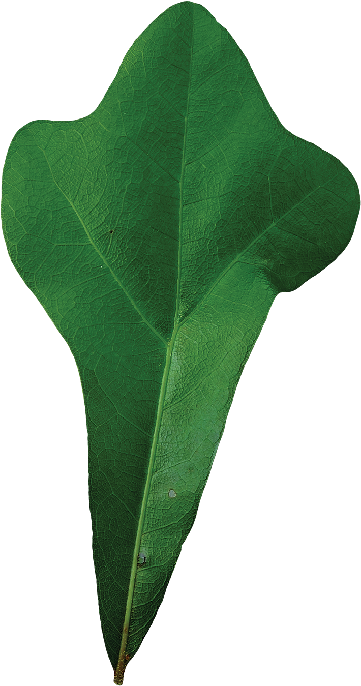 Quercus Nigra-water Oak Leaf Topside - Maple (800x1457)