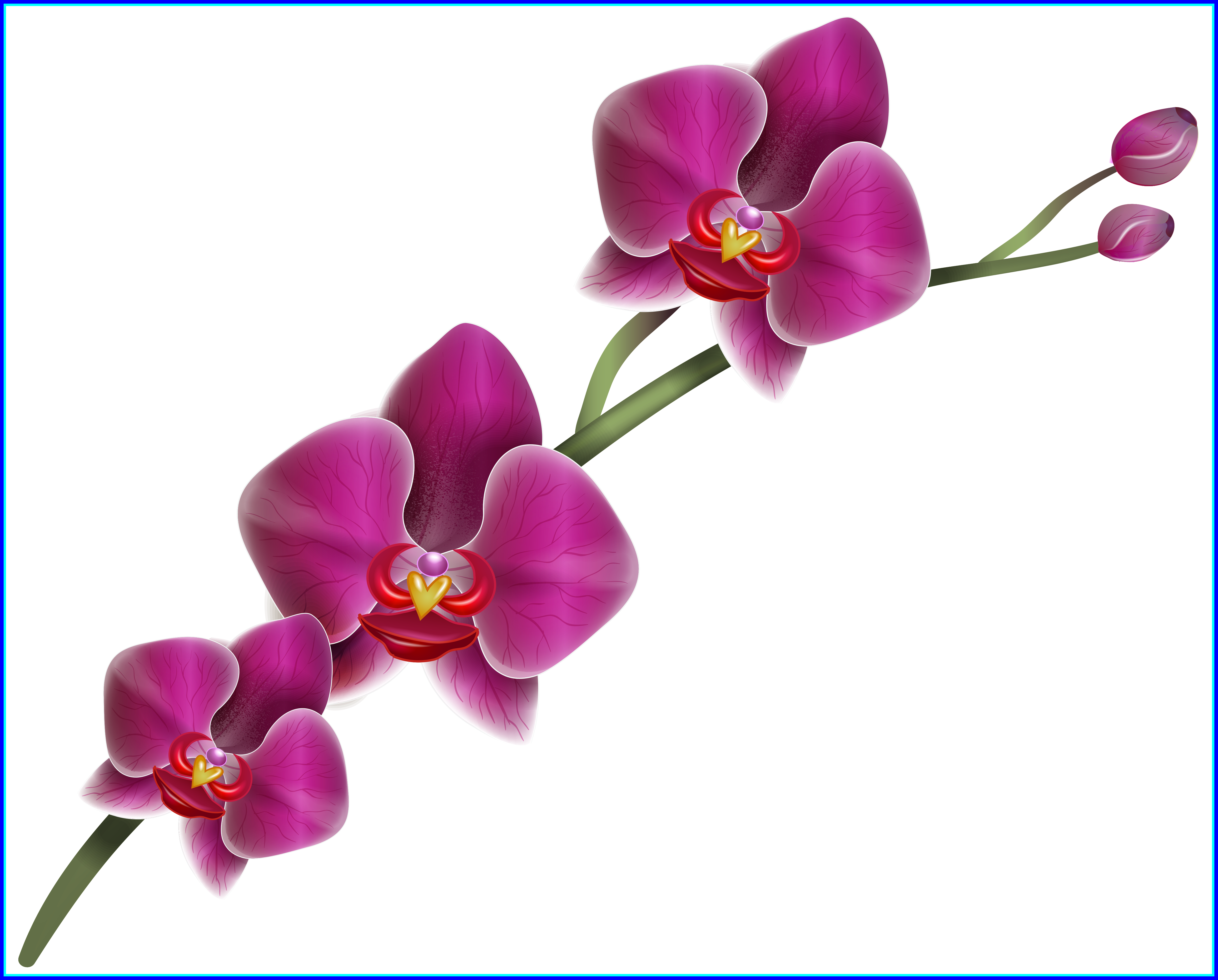 Bouquet Png Green Bouquet Png Unbelievable Home Clipart - Orchid Flower Transparent Background (5117x4116)