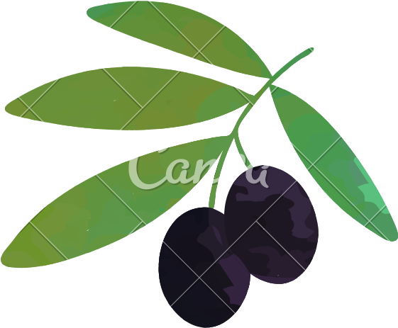 Cartoon Illustration Of Branch With Black Ripe Olives - Illustration (800x800)